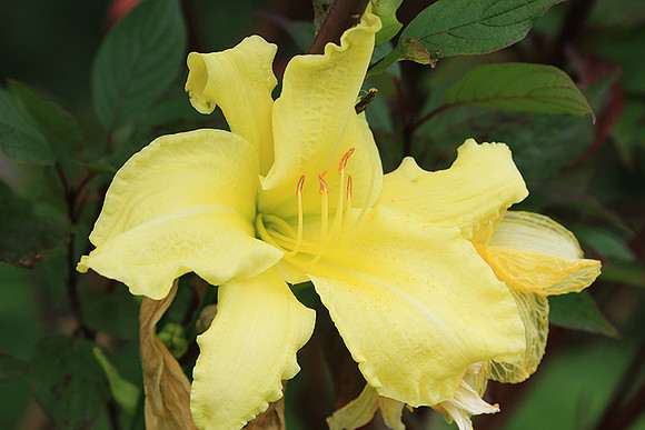 Hemerocallis