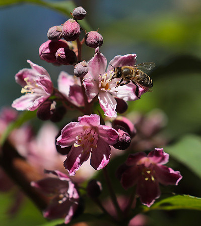 Deutzia perle rose