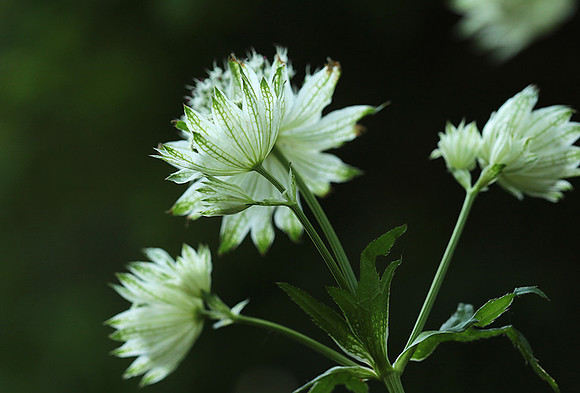 Astrantia