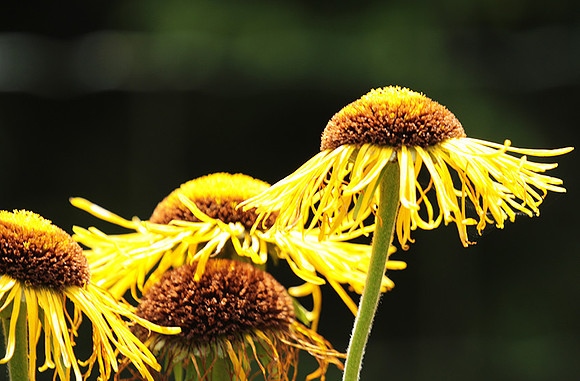 Inula