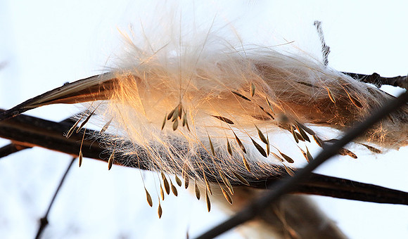 Flower seeds - Zimbabwe