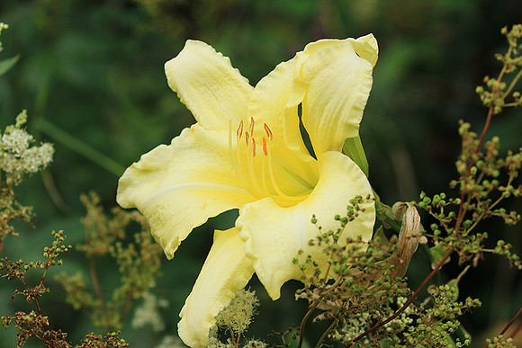 Hemerocallis
