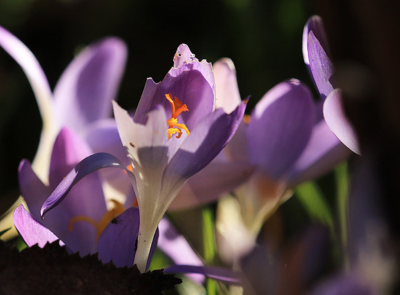 Crocus