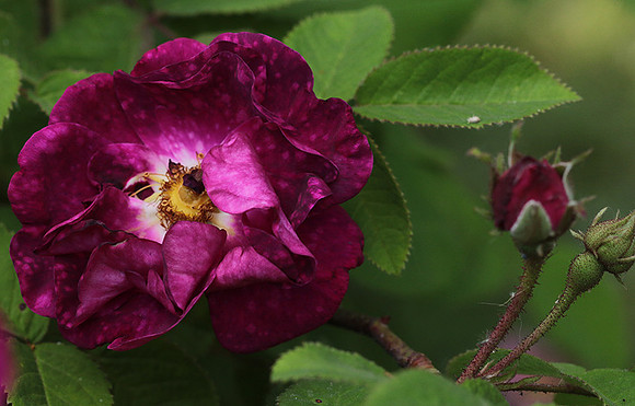 Rose "Alain Blanchard"
