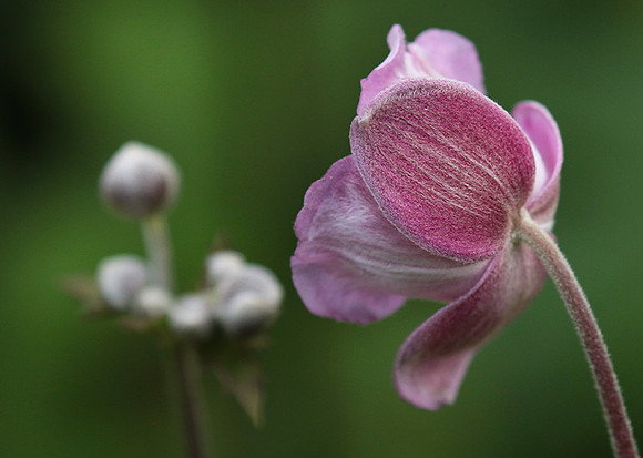 Anemona japonica