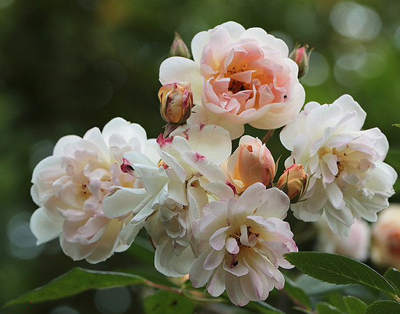 Rose "Apple Blossom"