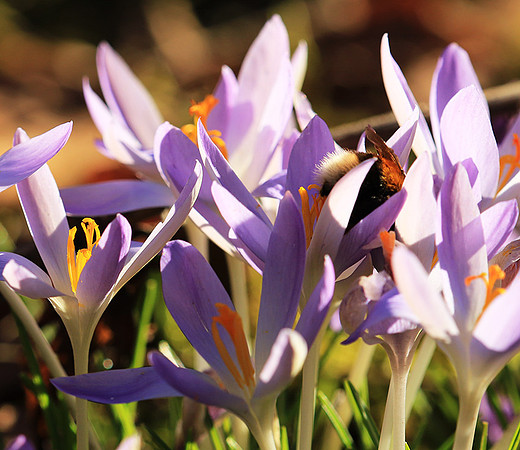 Crocus