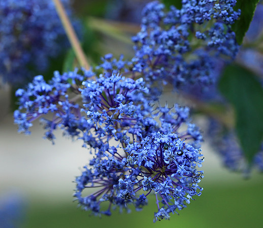 Ceanothus Gloire de Versailles