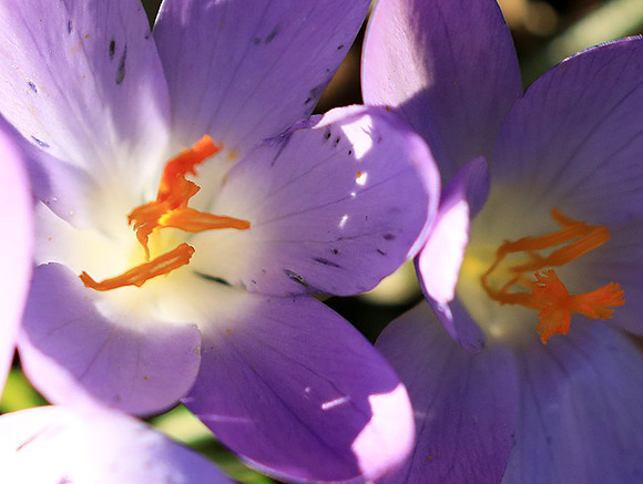 Crocus