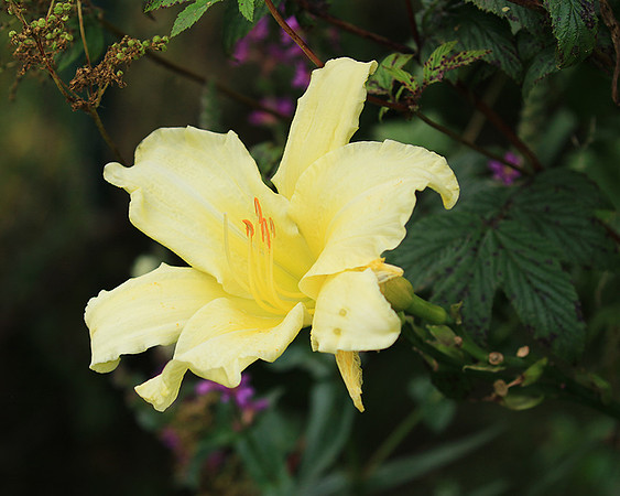 Hemerocallis