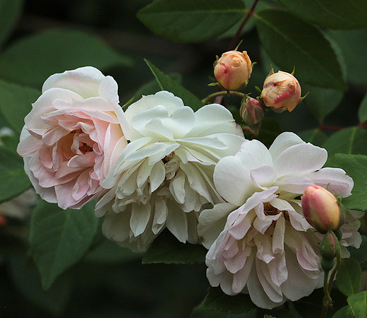 Rose "Apple Blossom"