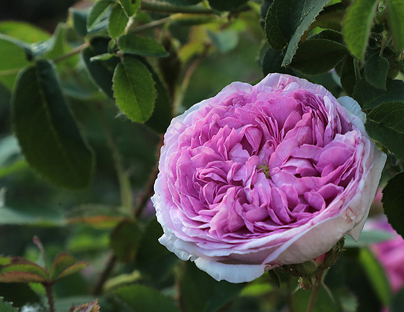 Rose "aimable amie"