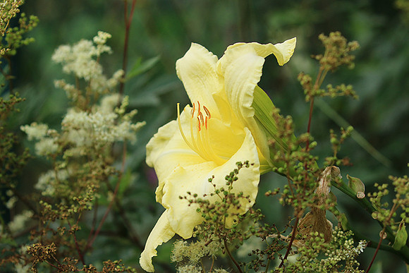 Hemerocallis