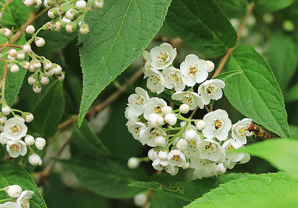 Deutzia compacta