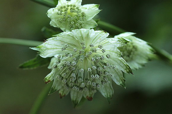Astrantia