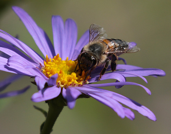 Aster Frikartii