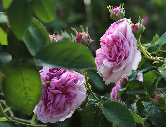 Rose "aimable amie"