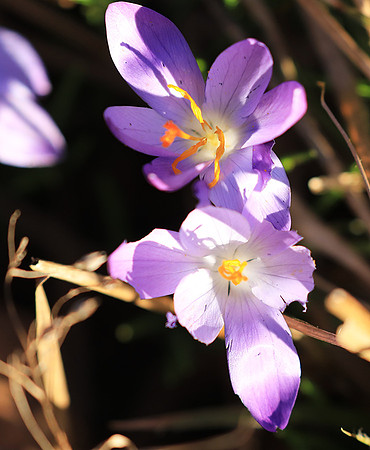 Crocus