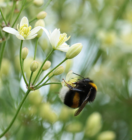Clematis recta