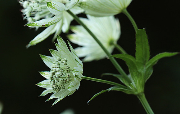 Astrantia