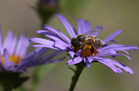 Aster Frikartii