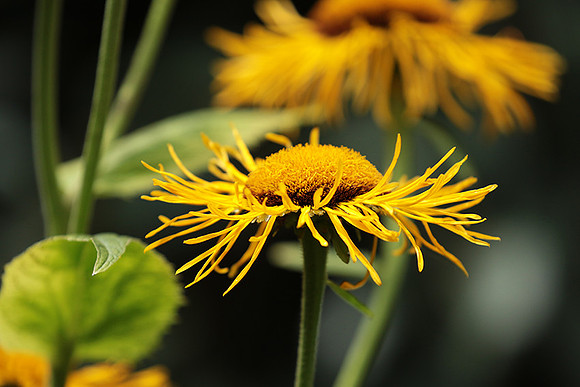Inula