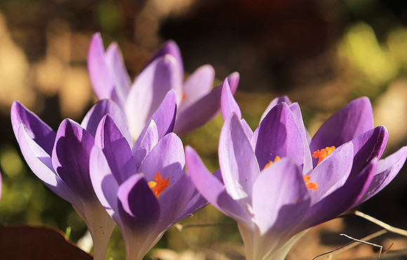 Crocus