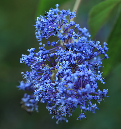 Ceanothus Gloire de Versailles
