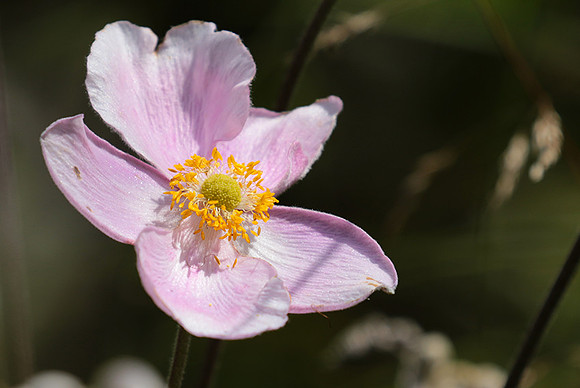 Anemona japonica