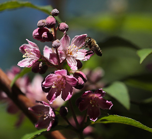 Deutzia perle rose