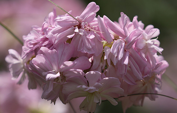 Saponaria