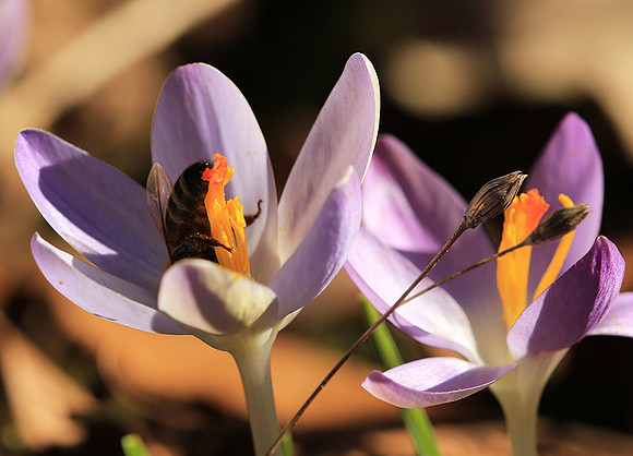 Crocus