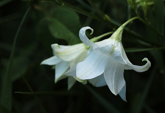 Campanula