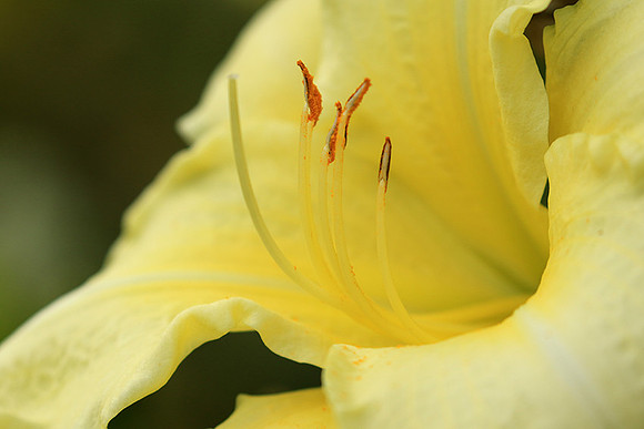 Hemerocallis