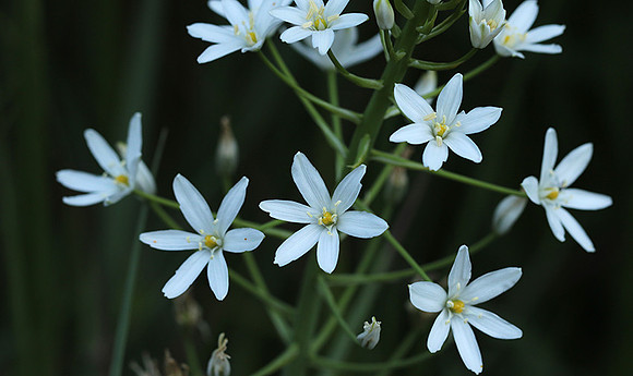 Ornithogalum