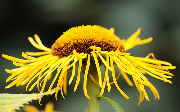 Inula