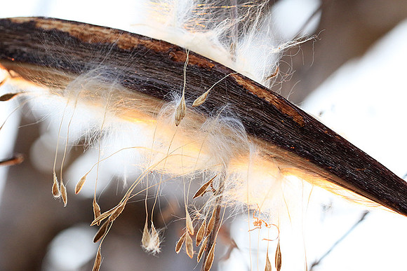 Flower seeds - Zimbabwe