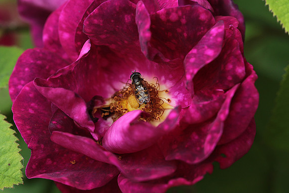 Rose "Alain Blanchard"