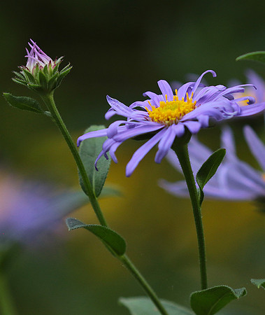 Aster Frikartii