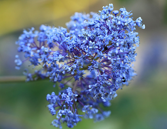 Ceanothus Gloire de Versailles