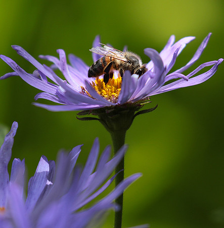Aster Frikartii