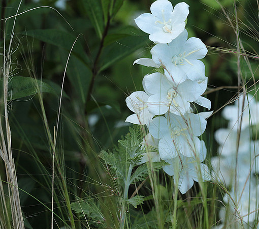 Campanula