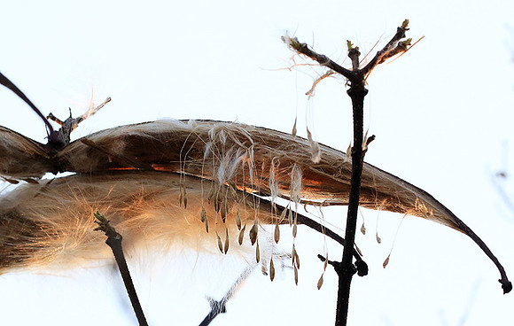 Flower seeds - Zimbabwe
