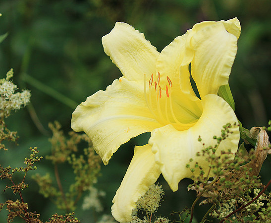 Hemerocallis