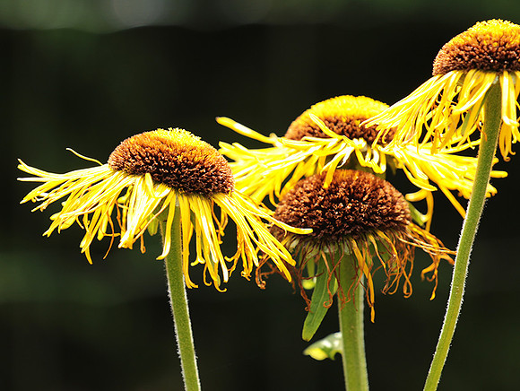 Inula