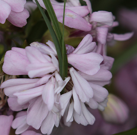 Saponaria