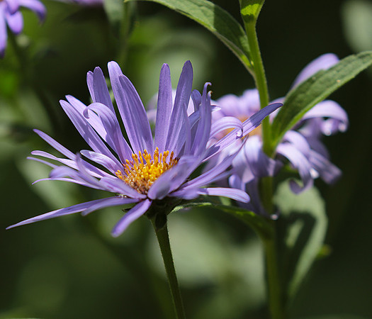 Aster Frikartii