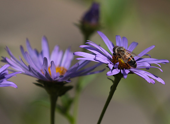 Aster Frikartii