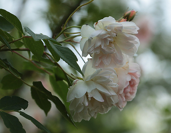 Rose "Apple Blossom"