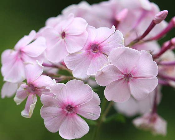 Phlox